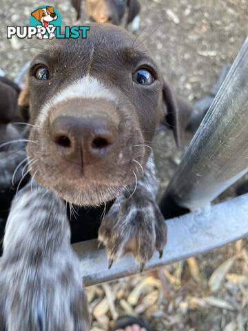 German Shorthaired Pointer Puppes