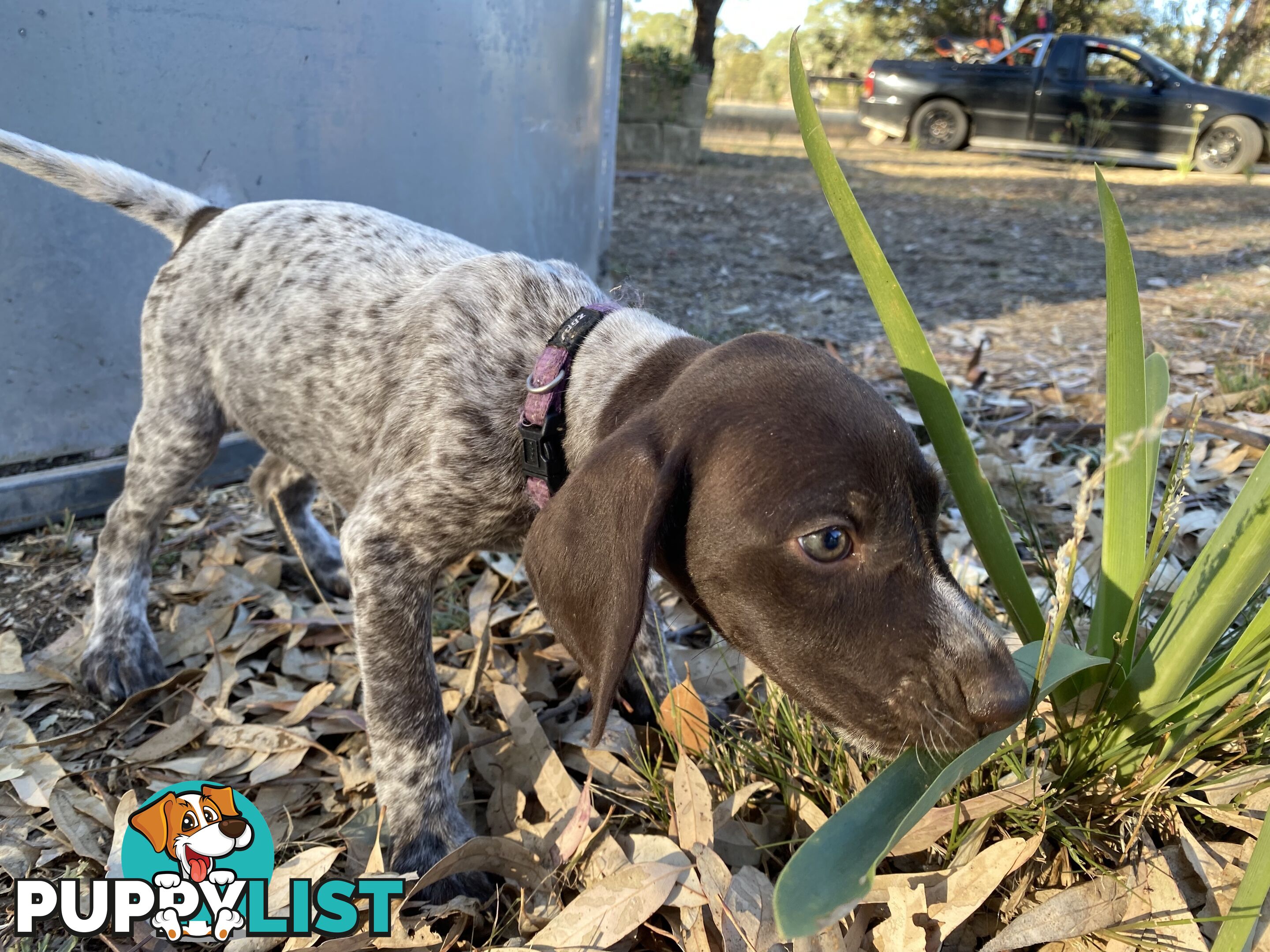 German Shorthaired Pointer Puppes