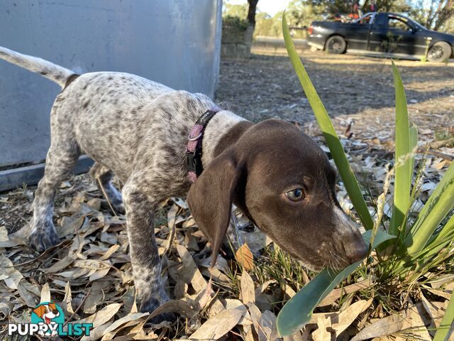 German Shorthaired Pointer Puppes