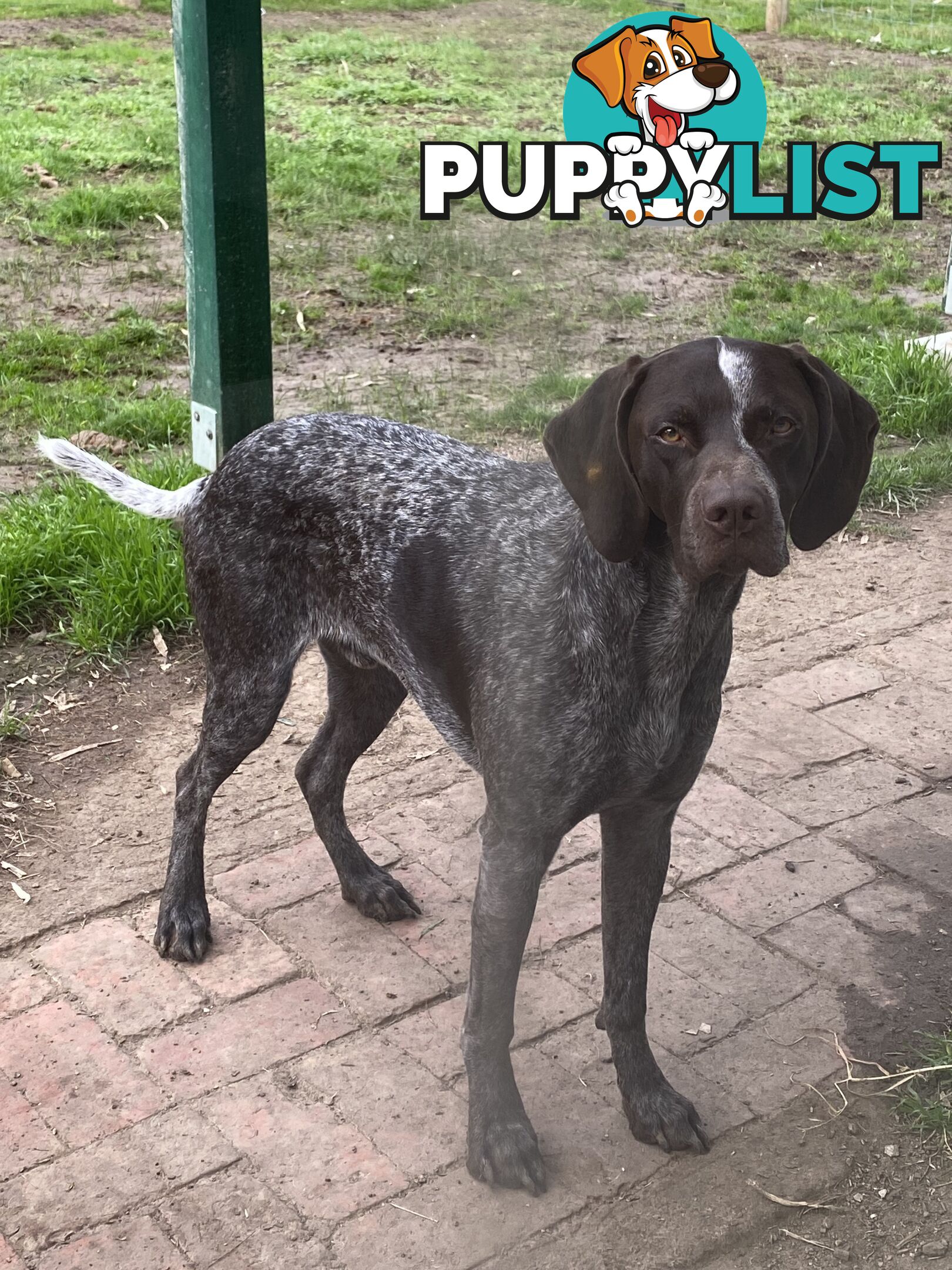 German Shorthaired Pointer Puppes