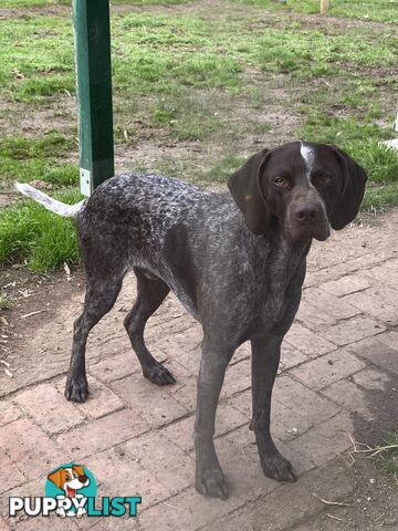 German Shorthaired Pointer Puppes