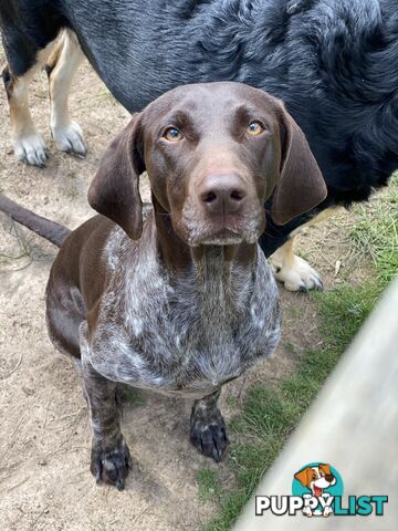 German Shorthaired Pointer Puppes