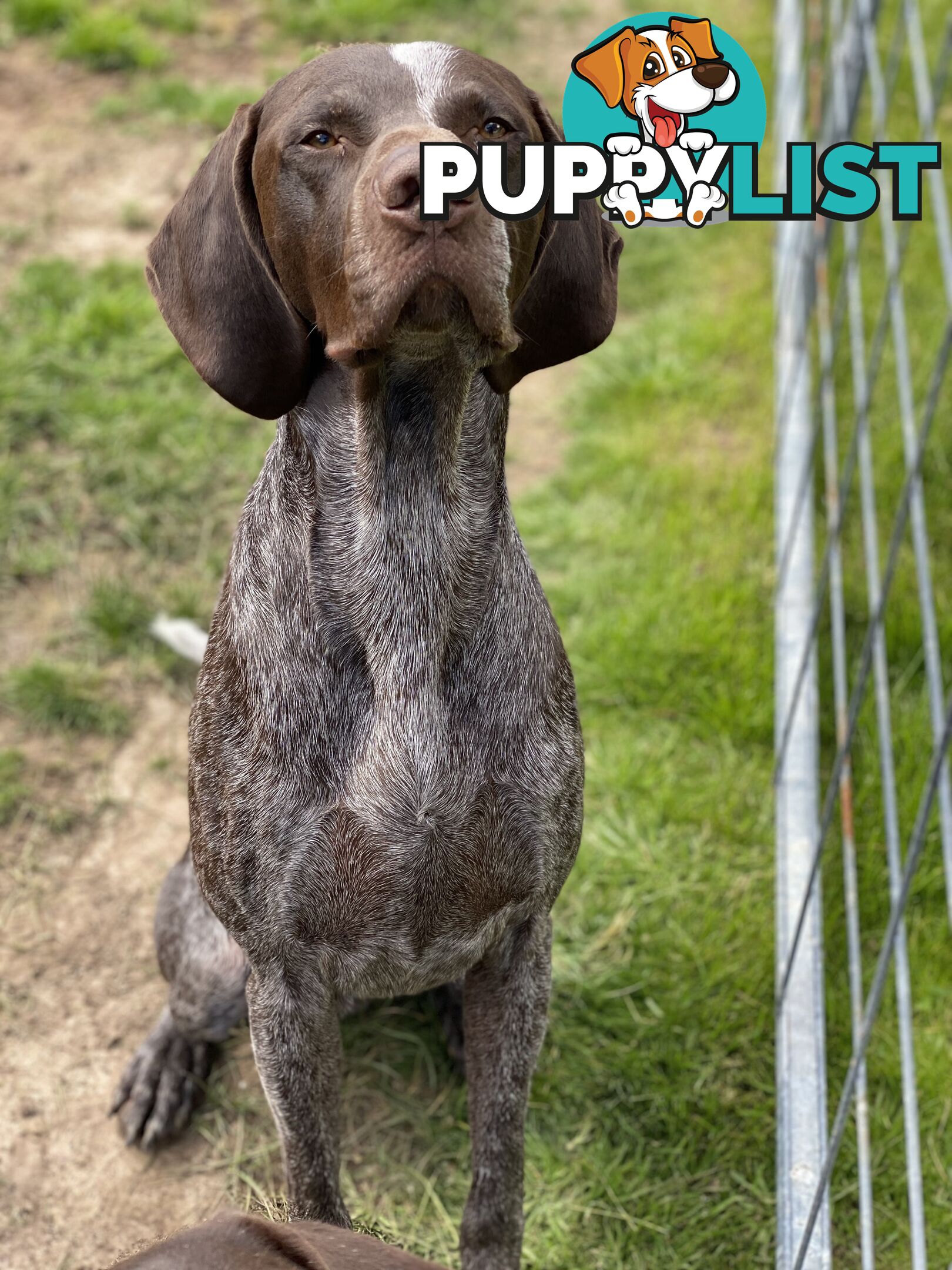 German Shorthaired Pointer Puppes