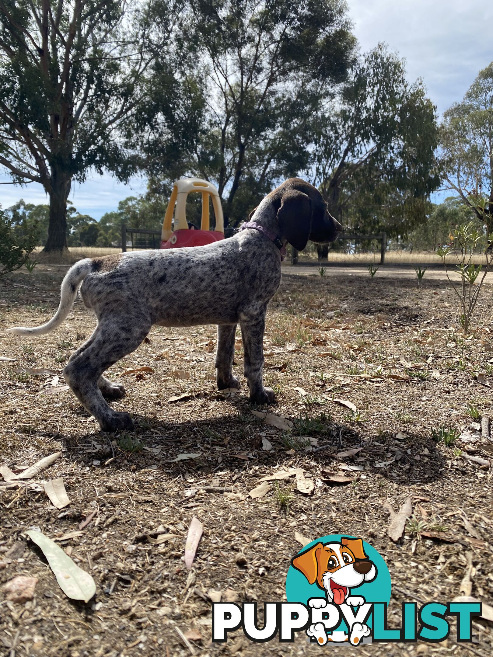 German Shorthaired Pointer Puppes