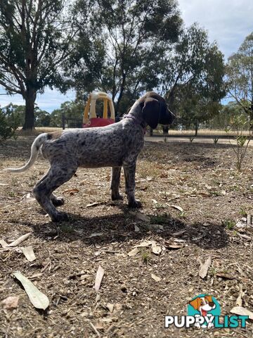 German Shorthaired Pointer Puppes