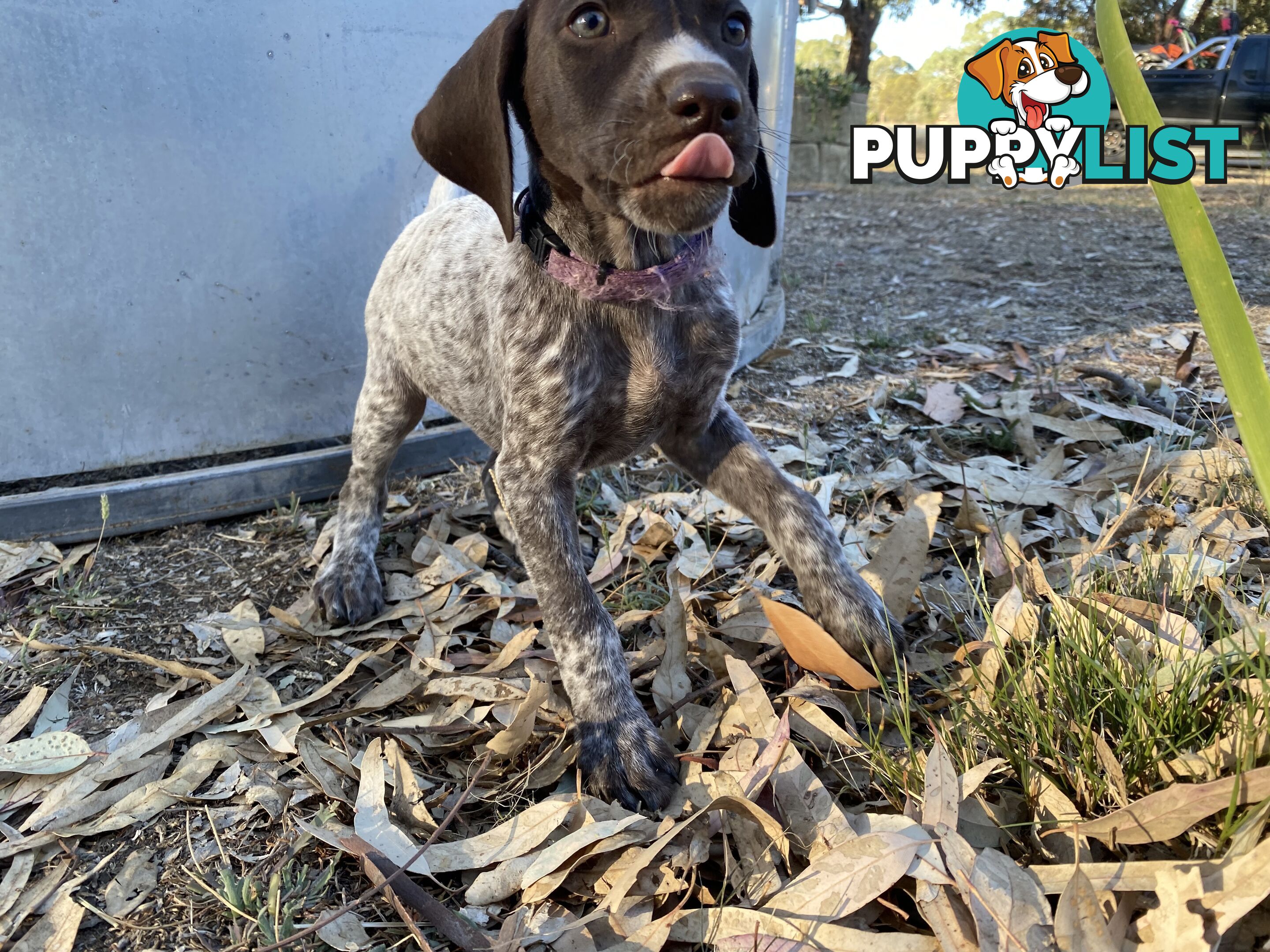 German Shorthaired Pointer Puppes