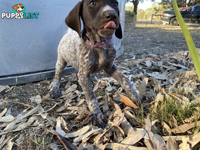 German Shorthaired Pointer Puppes