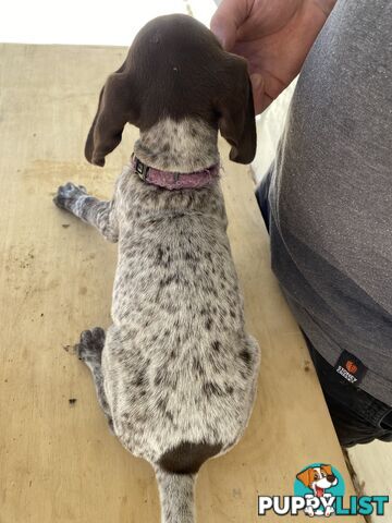 German Shorthaired Pointer Puppes