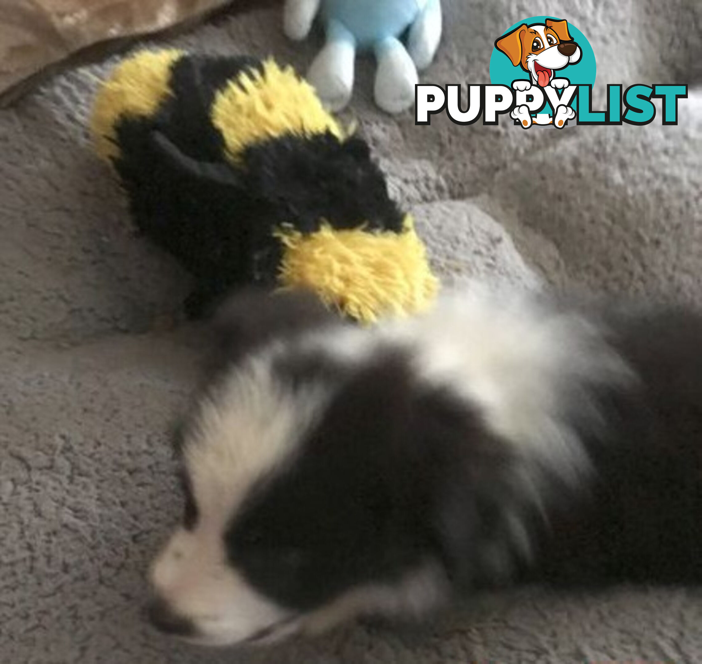 BORDER COLLIE PUPS PUREBRED