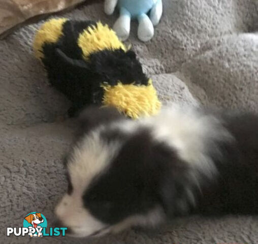 BORDER COLLIE PUPS PUREBRED