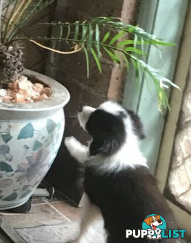 BORDER COLLIE PUPS PUREBRED