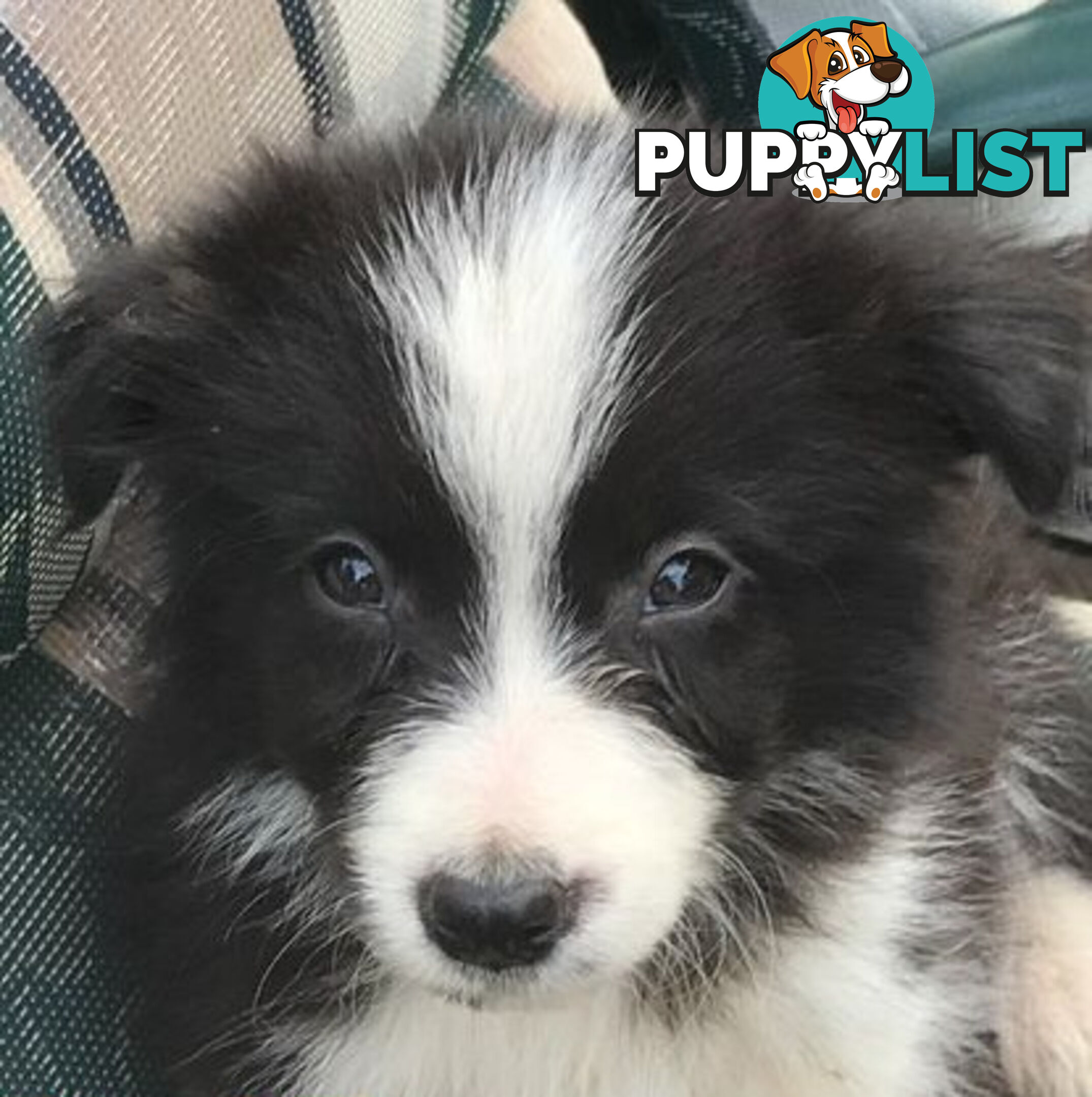 BORDER COLLIE PUPS PUREBRED