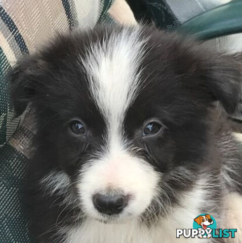 BORDER COLLIE PUPS PUREBRED