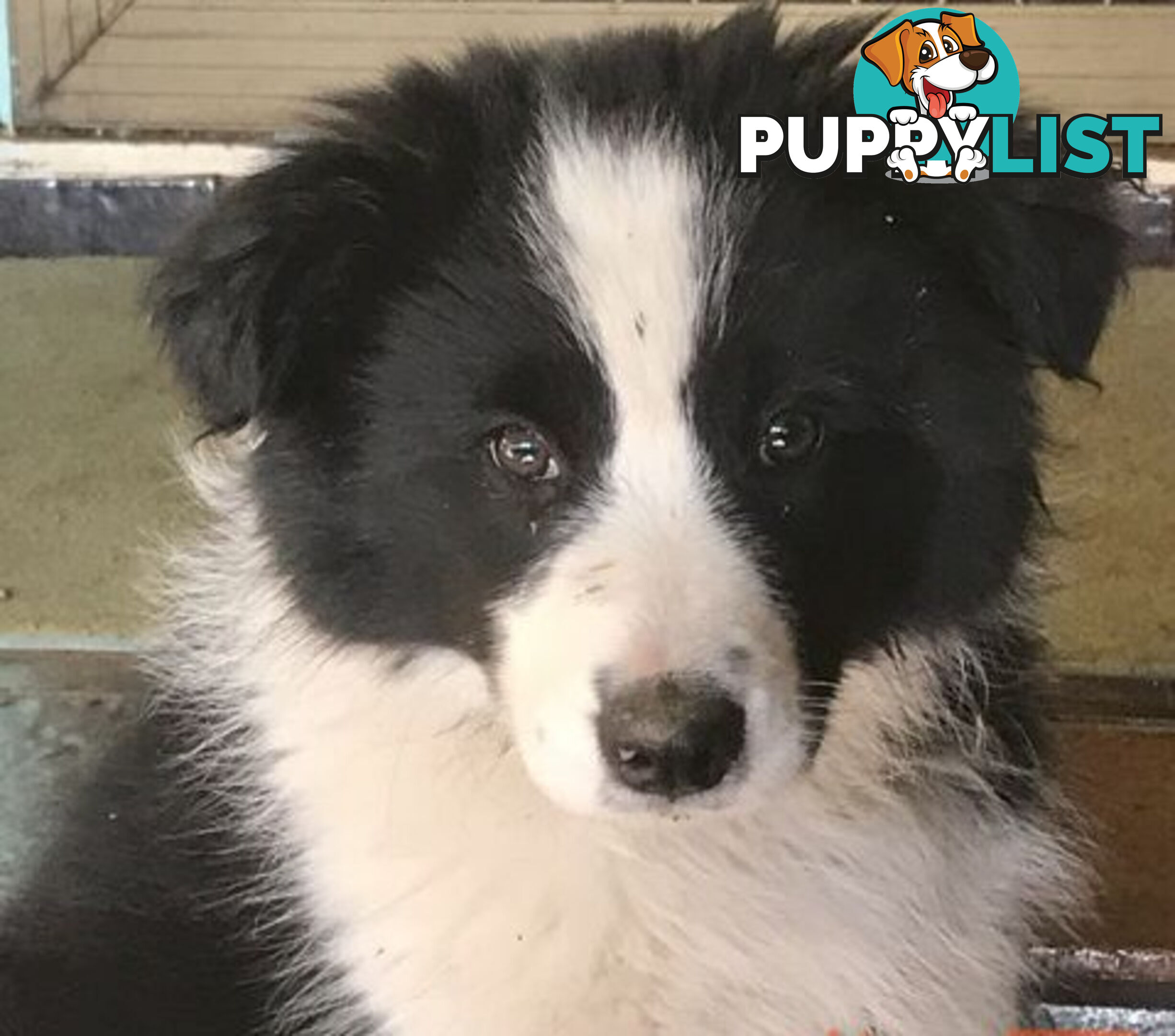 BORDER COLLIE PUPS PUREBRED