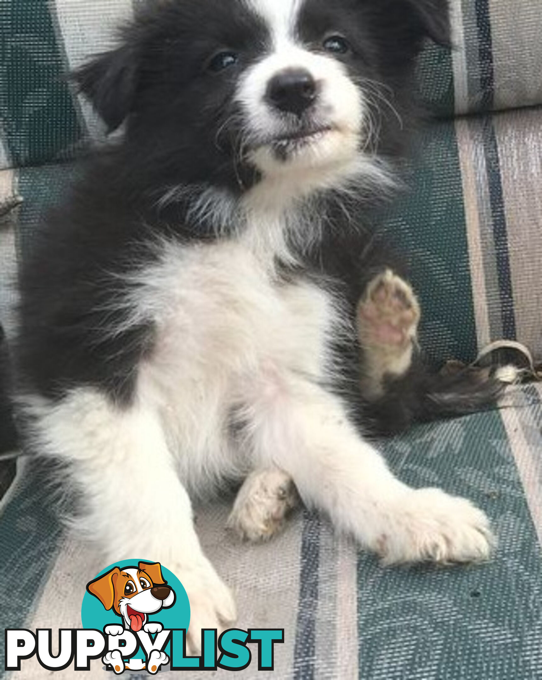 BORDER COLLIE PUPS PUREBRED