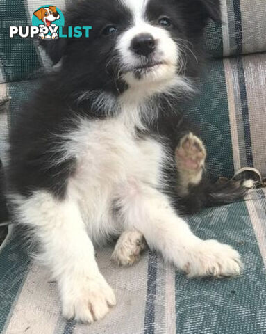 BORDER COLLIE PUPS PUREBRED