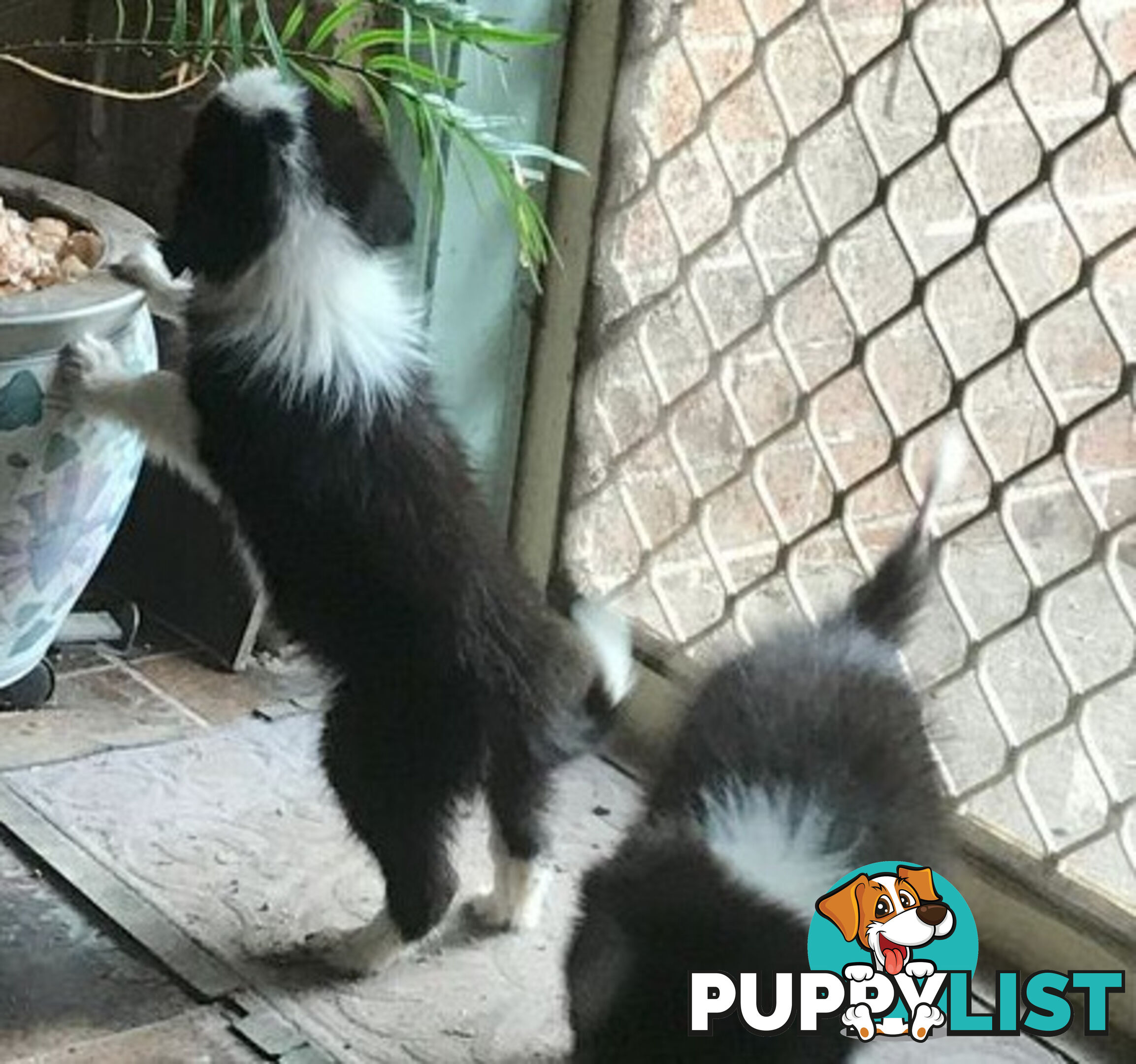 BORDER COLLIE PUPS PUREBRED