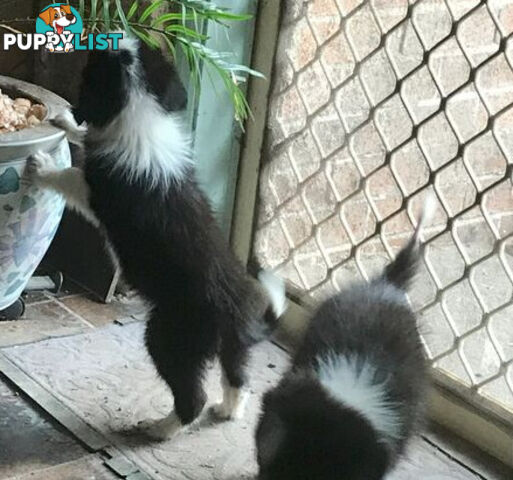 BORDER COLLIE PUPS PUREBRED