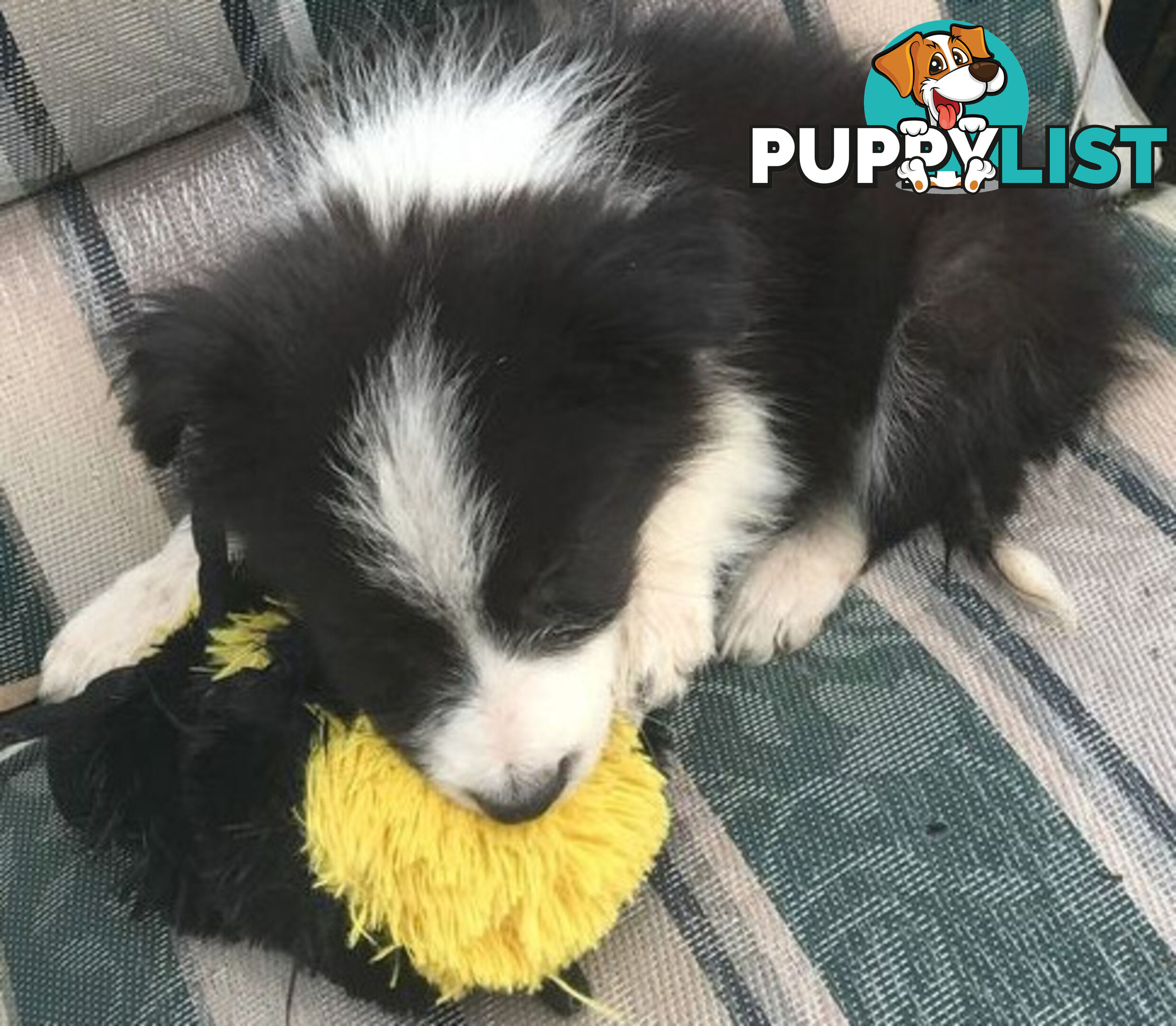 BORDER COLLIE PUPS PUREBRED