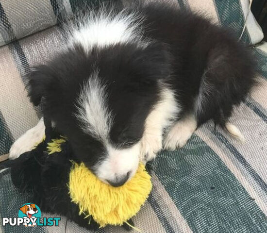 BORDER COLLIE PUPS PUREBRED
