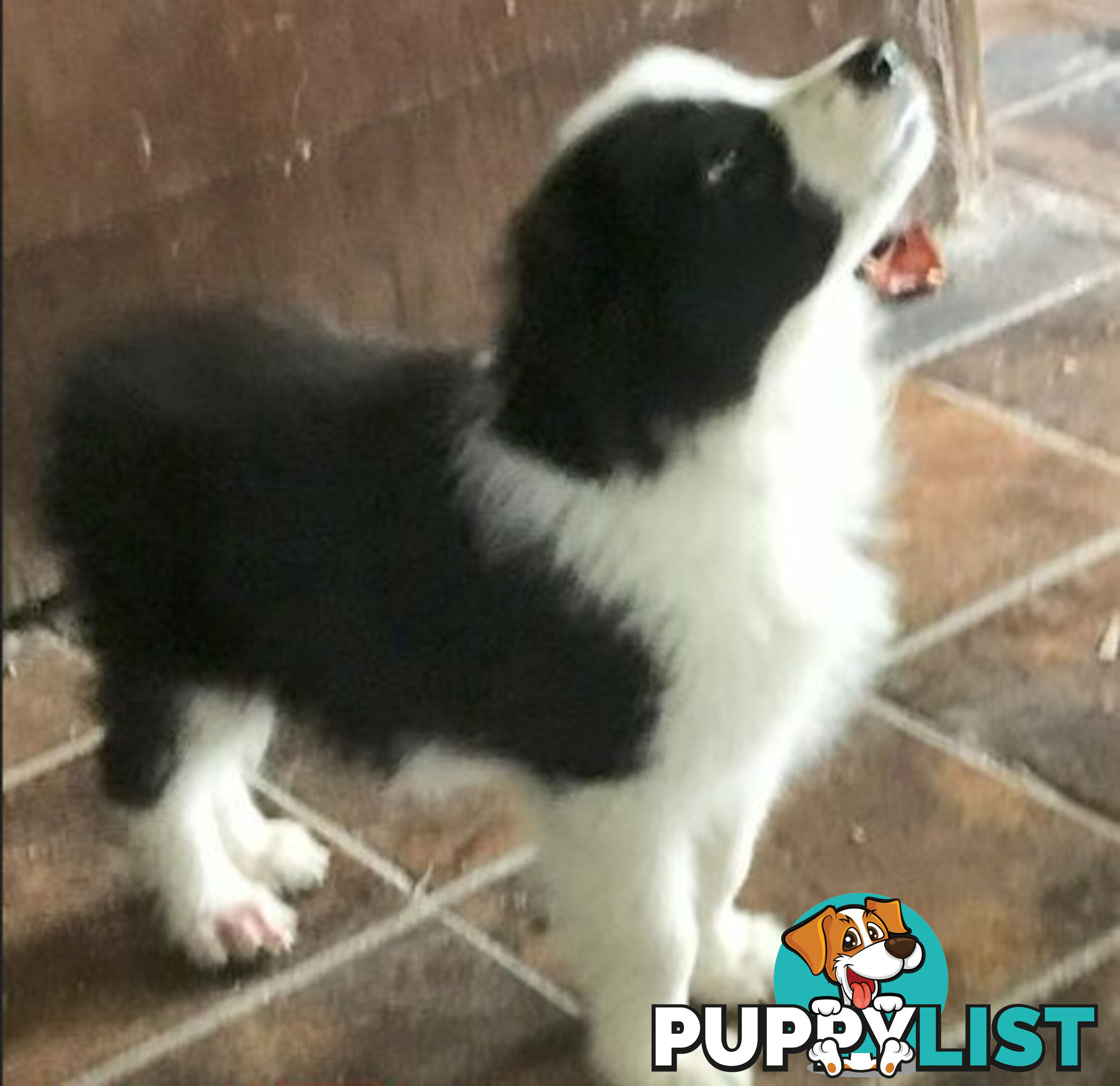 BORDER COLLIE PUPS PUREBRED