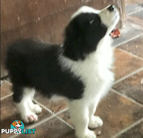 BORDER COLLIE PUPS PUREBRED
