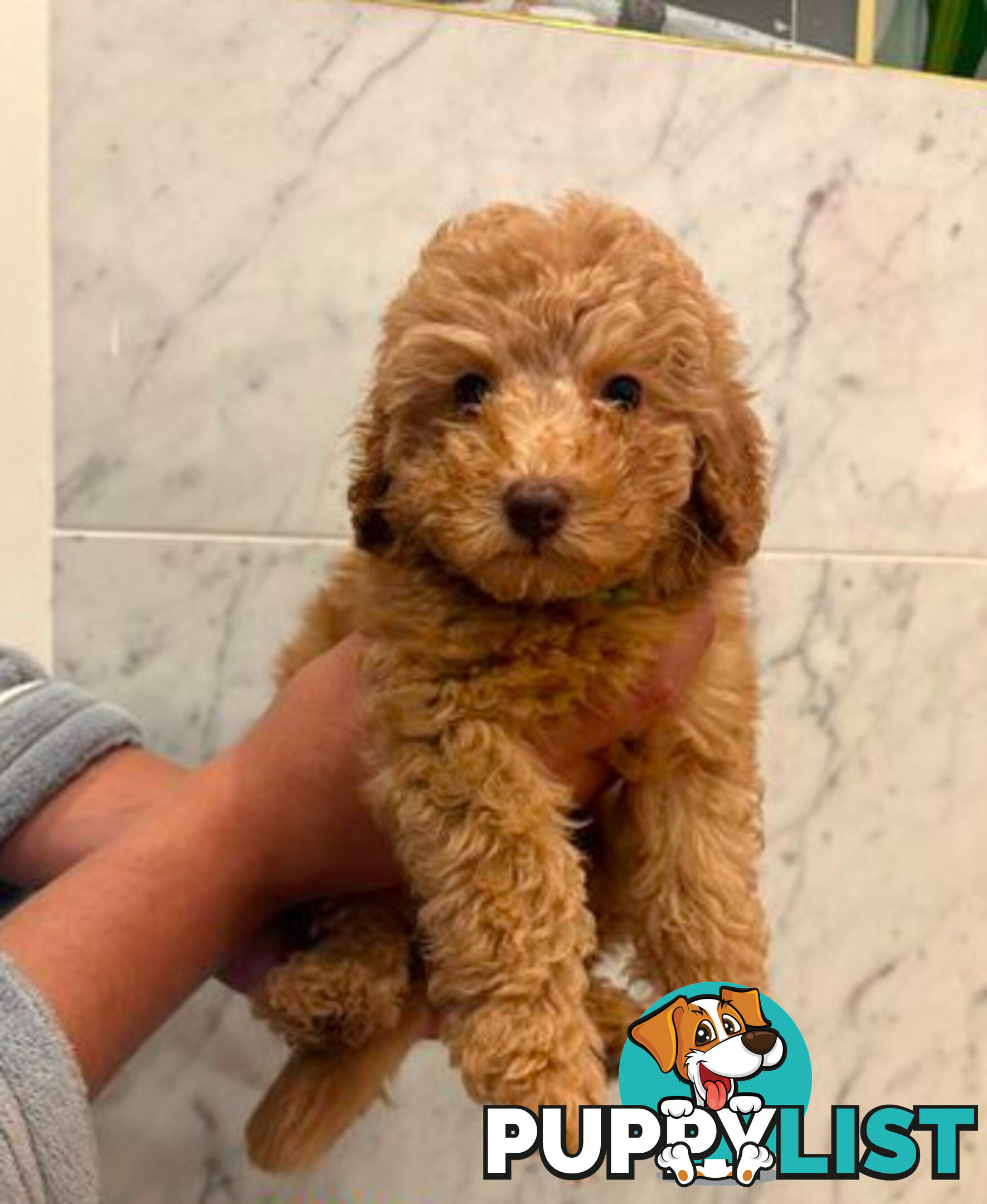 💕Last 2 Adorable DNA Clear Boy| 🐶Tea Cup/Toy F2B Cavoodle