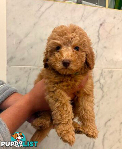 💕Last 2 Adorable DNA Clear Boy| 🐶Tea Cup/Toy F2B Cavoodle