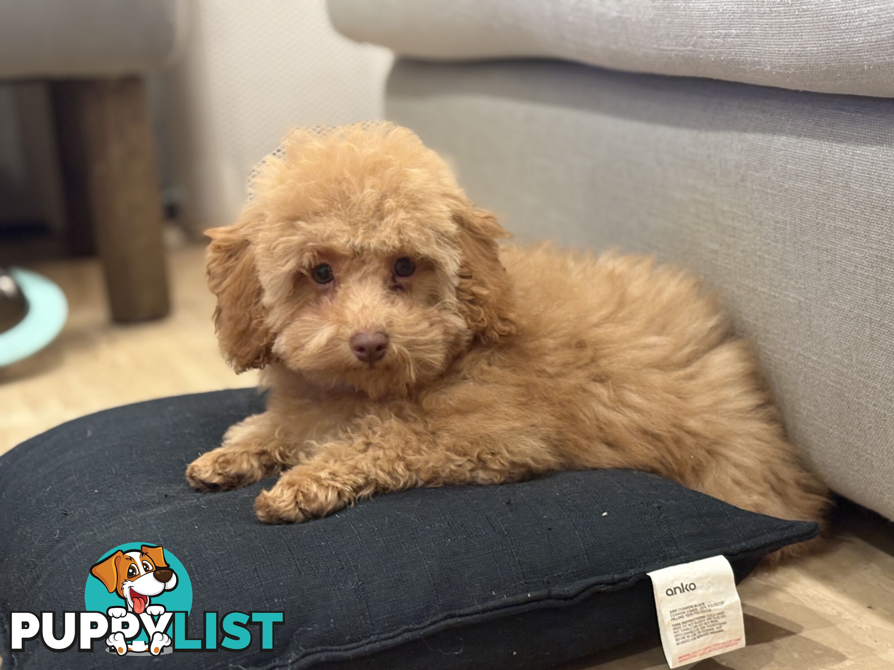 Gorgeous DNA Clear Boy| 🐶Small Toy Size F2B Cavoodle