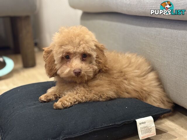 Gorgeous DNA Clear Boy| 🐶Small Toy Size F2B Cavoodle