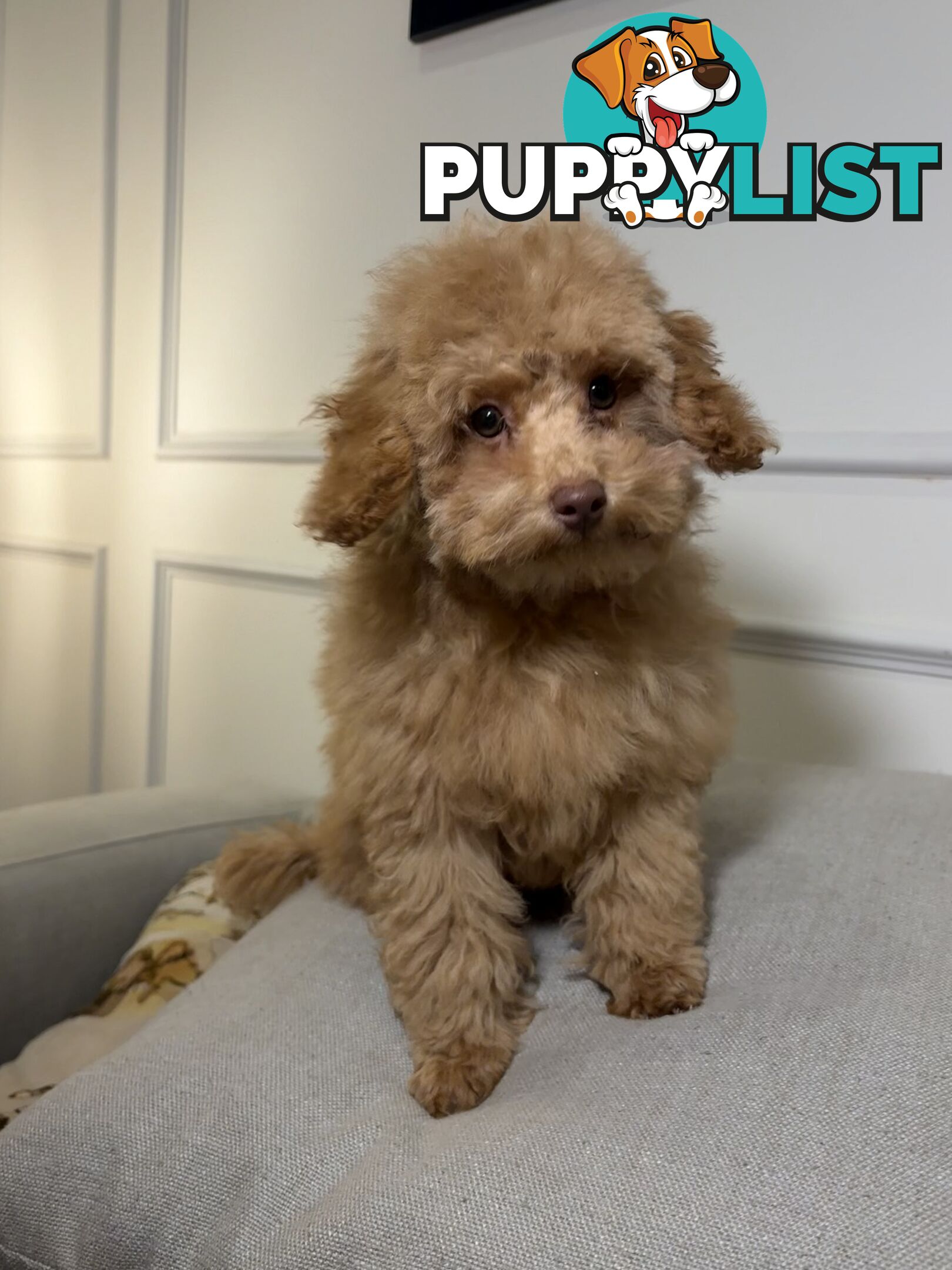 Gorgeous DNA Clear Boy| 🐶Small Toy Size F2B Cavoodle