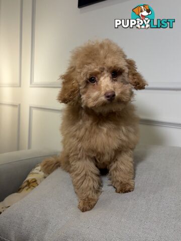 Gorgeous DNA Clear Boy| 🐶Small Toy Size F2B Cavoodle