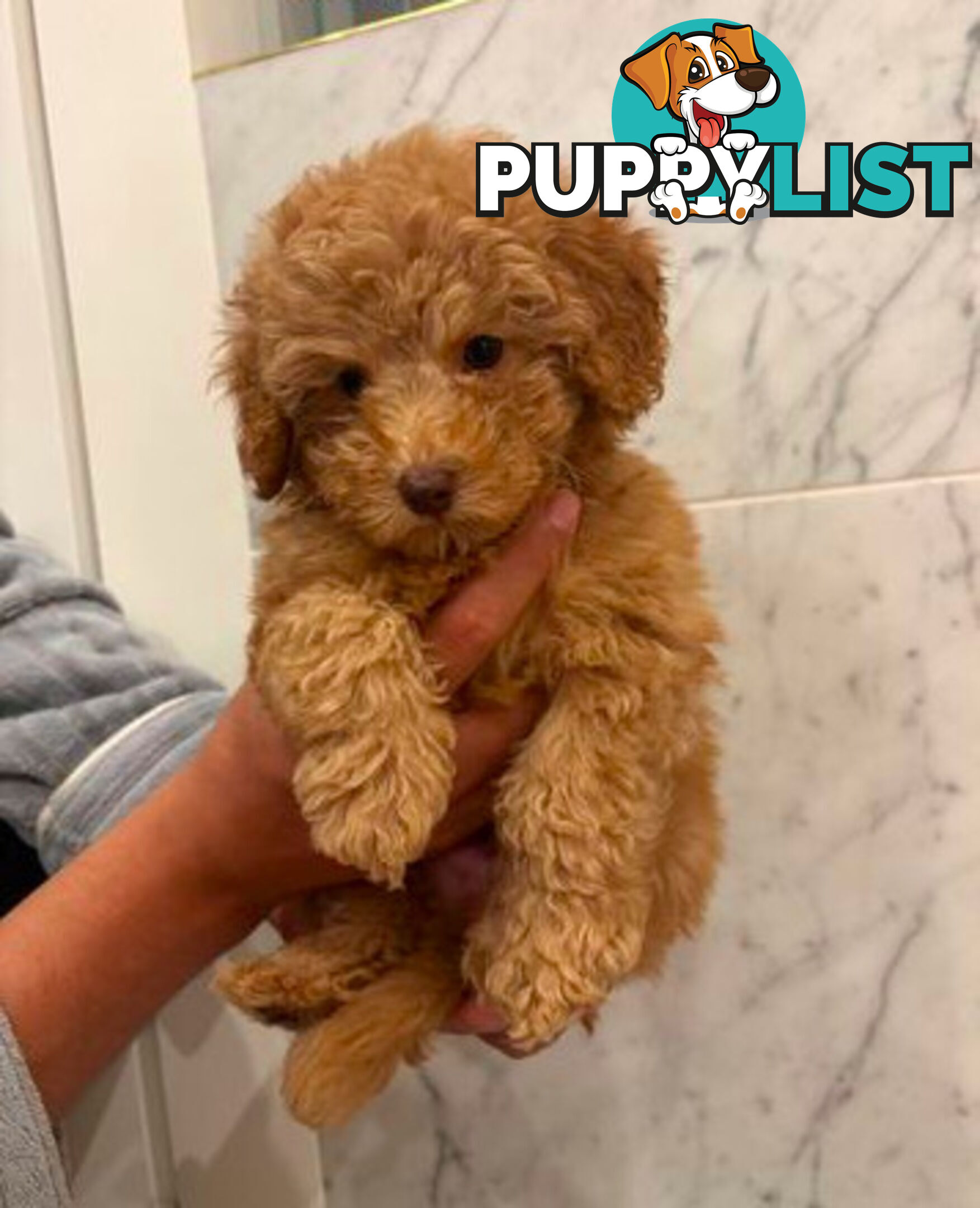 💕Last 2 Adorable DNA Clear Boy| 🐶Tea Cup/Toy F2B Cavoodle