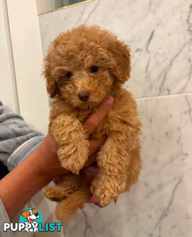 💕Last 2 Adorable DNA Clear Boy| 🐶Tea Cup/Toy F2B Cavoodle