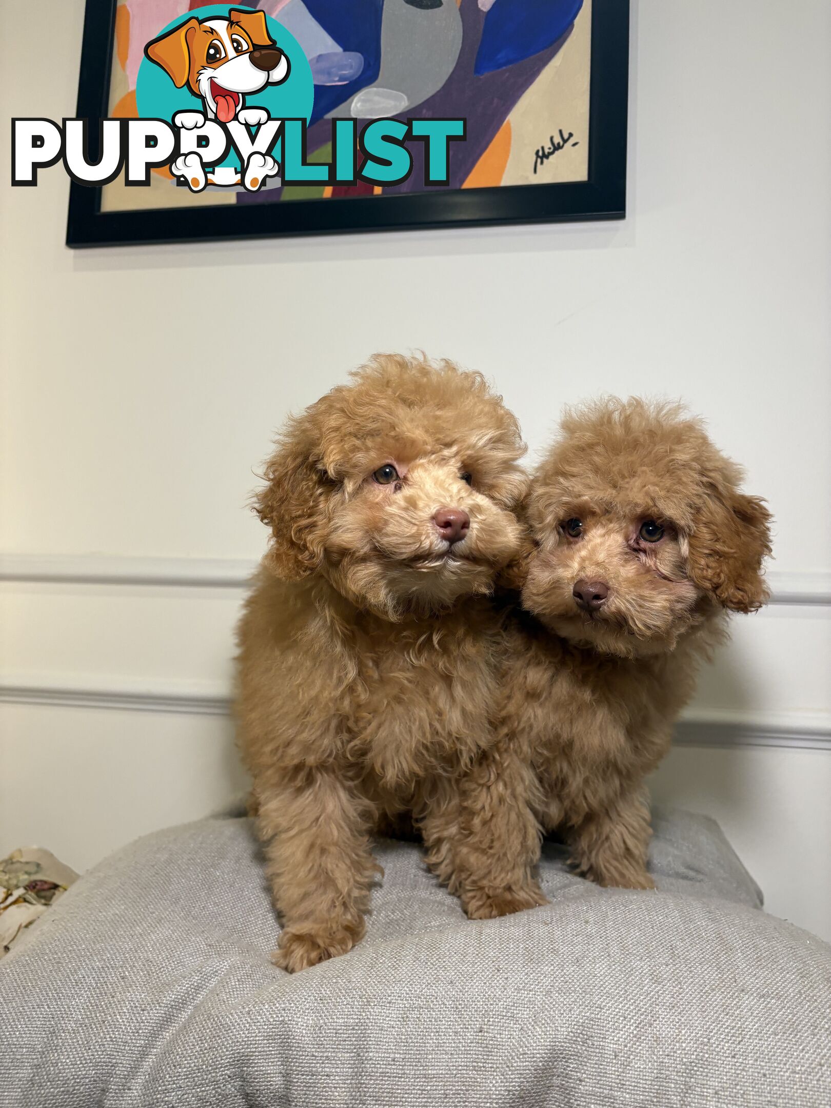 Gorgeous DNA Clear Boy| 🐶Small Toy Size F2B Cavoodle