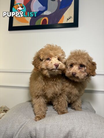 Gorgeous DNA Clear Boy| 🐶Small Toy Size F2B Cavoodle