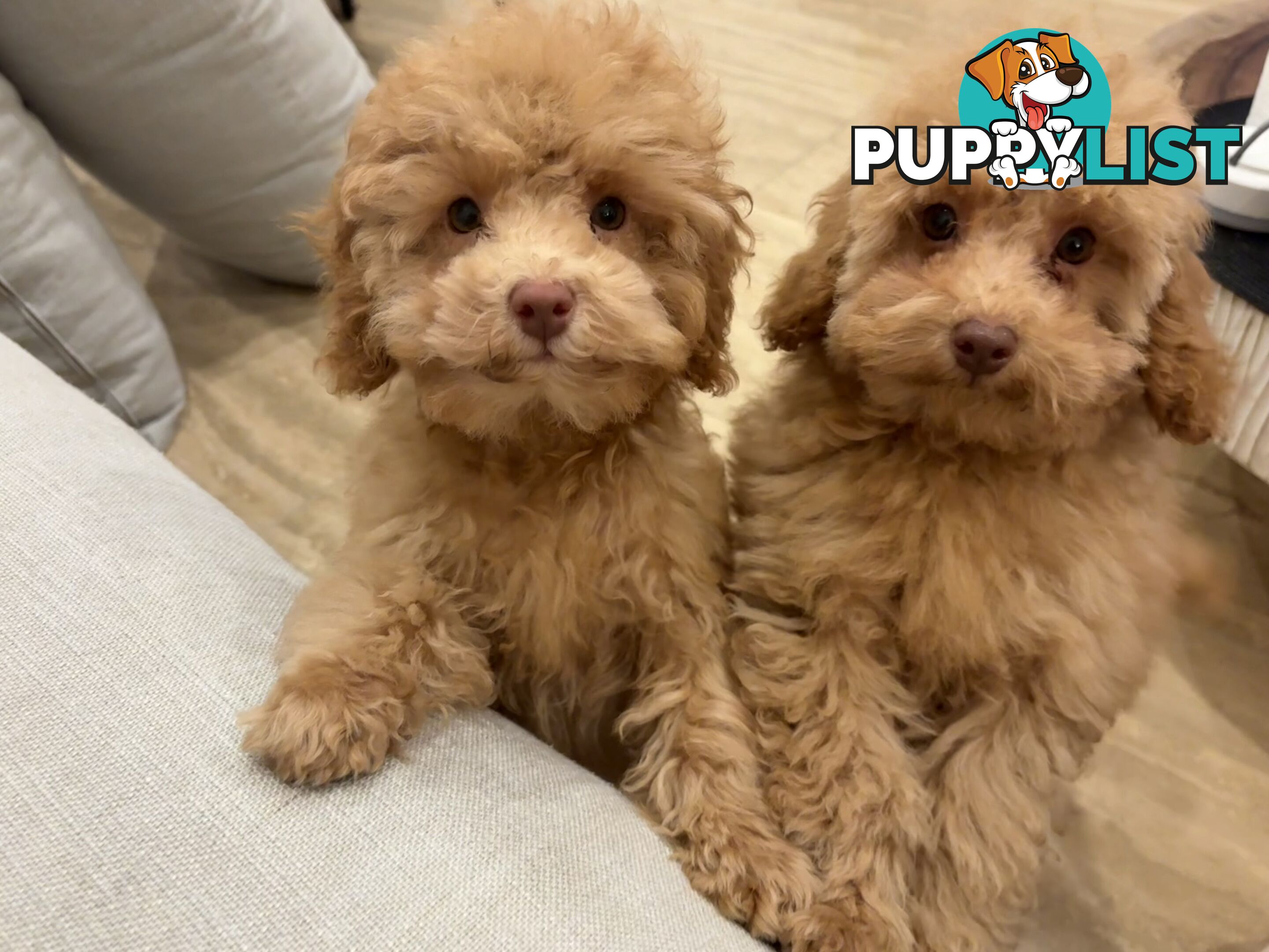 Gorgeous DNA Clear Boy| 🐶Small Toy Size F2B Cavoodle