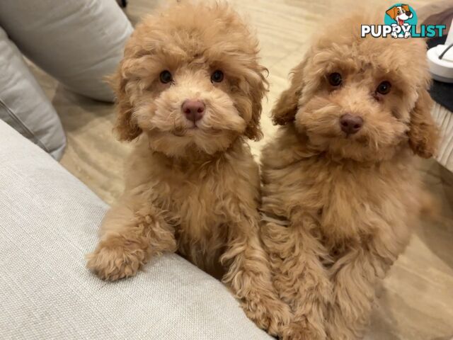 Gorgeous DNA Clear Boy| 🐶Small Toy Size F2B Cavoodle