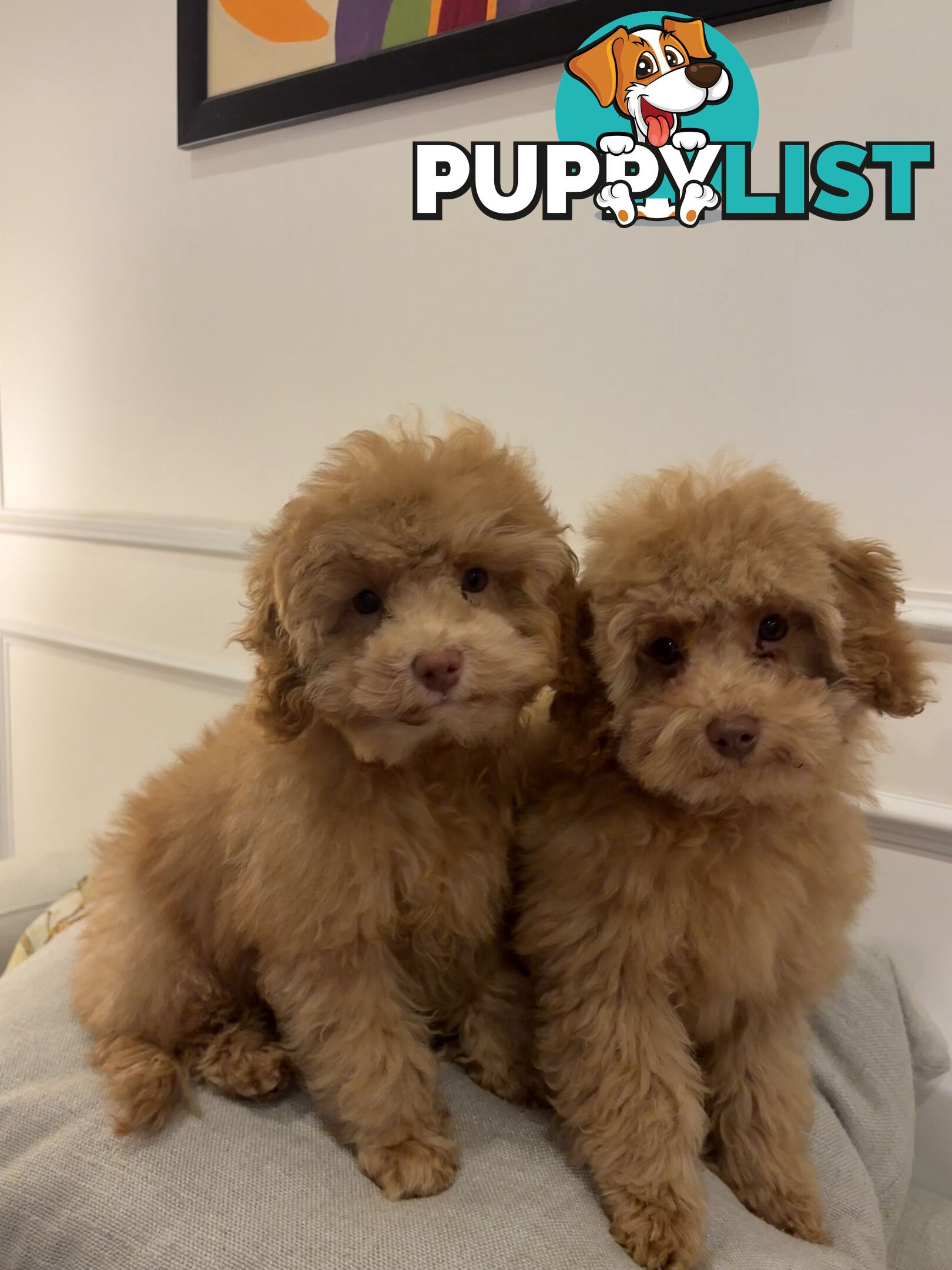 Gorgeous DNA Clear Boy| 🐶Small Toy Size F2B Cavoodle