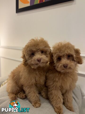 Gorgeous DNA Clear Boy| 🐶Small Toy Size F2B Cavoodle