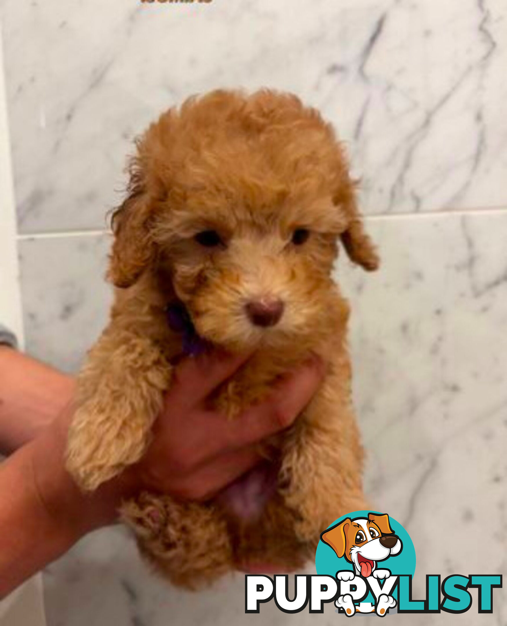 💕Last 2 Adorable DNA Clear Boy| 🐶Tea Cup/Toy F2B Cavoodle