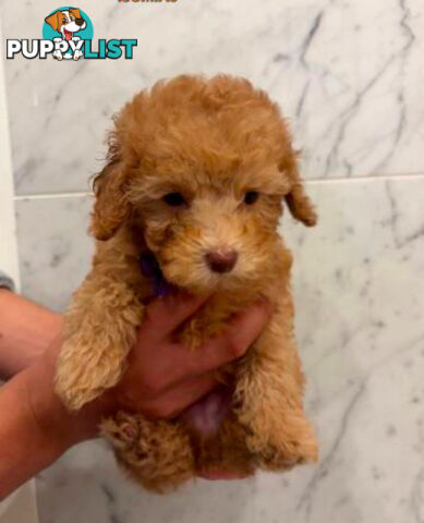 💕Last 2 Adorable DNA Clear Boy| 🐶Tea Cup/Toy F2B Cavoodle