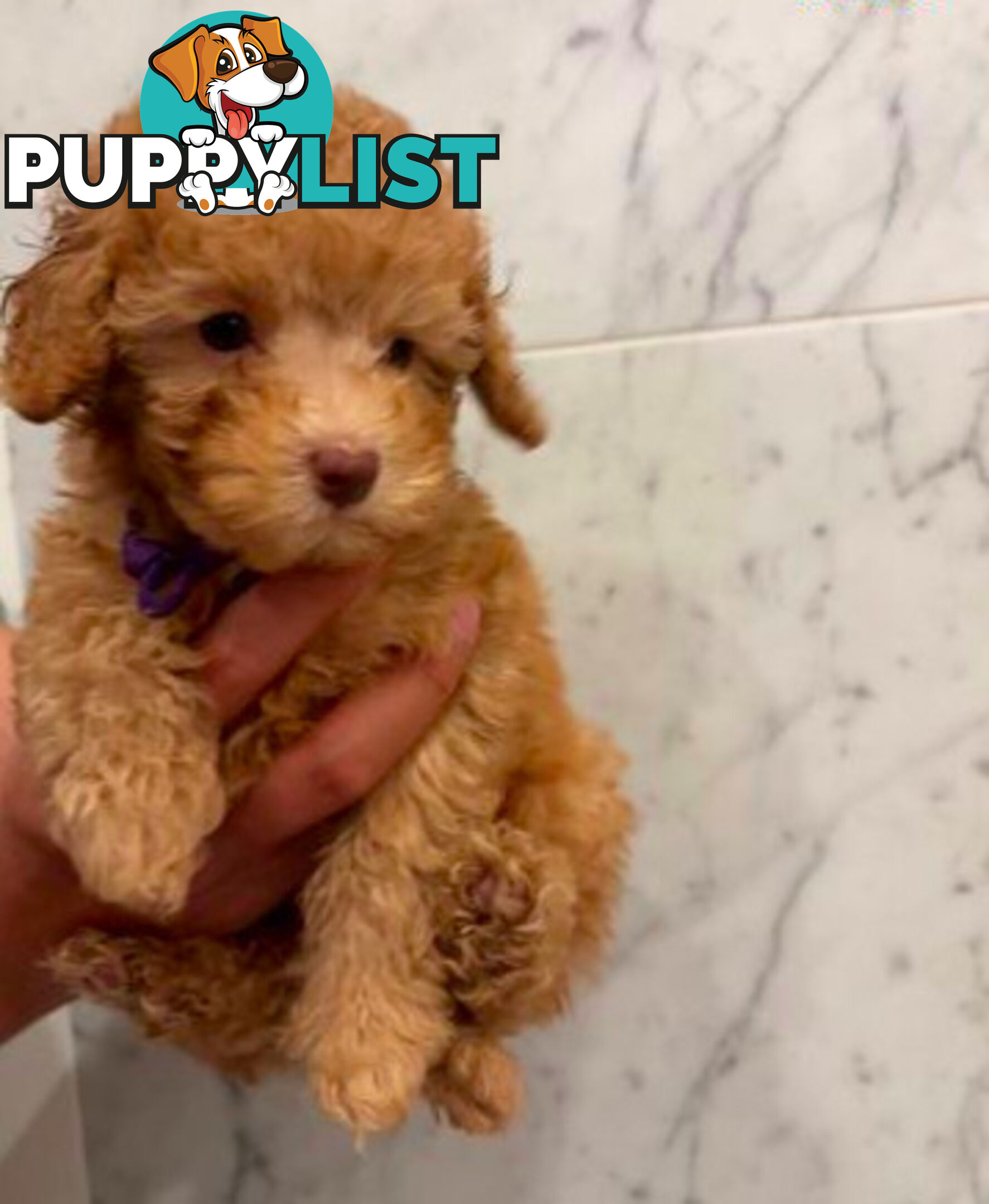 💕Last 2 Adorable DNA Clear Boy| 🐶Tea Cup/Toy F2B Cavoodle