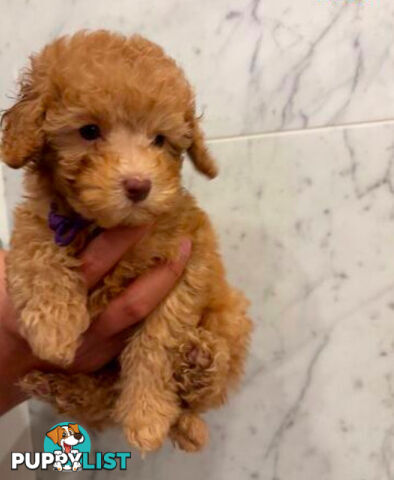 💕Last 2 Adorable DNA Clear Boy| 🐶Tea Cup/Toy F2B Cavoodle