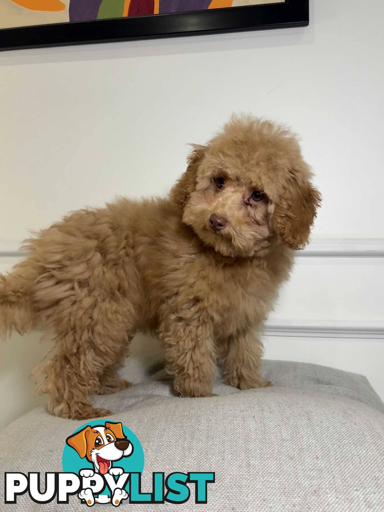 Gorgeous DNA Clear Boy| 🐶Small Toy Size F2B Cavoodle