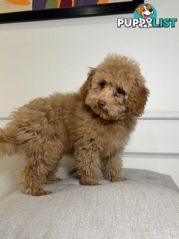 Gorgeous DNA Clear Boy| 🐶Small Toy Size F2B Cavoodle