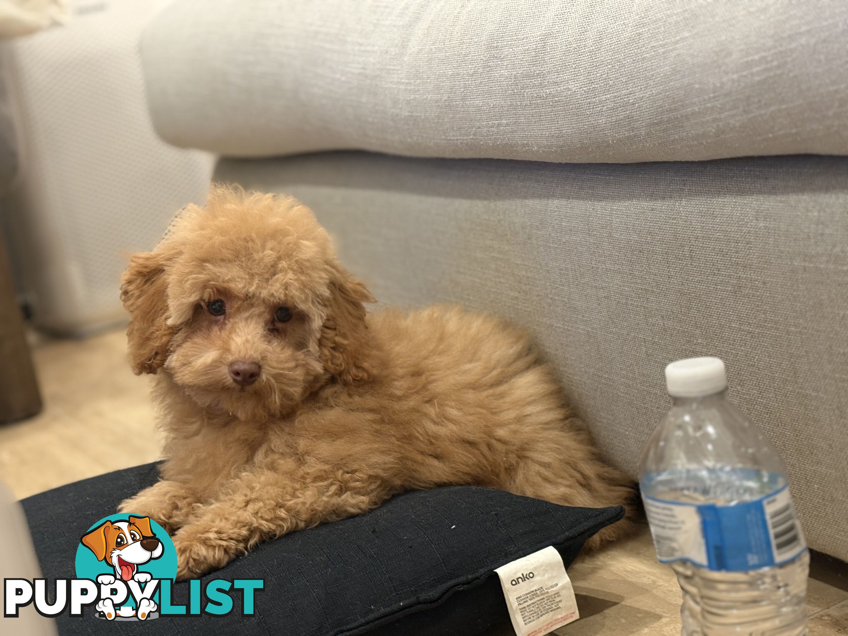 Gorgeous DNA Clear Boy| 🐶Small Toy Size F2B Cavoodle