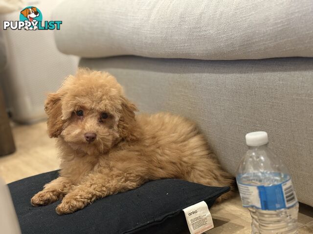 Gorgeous DNA Clear Boy| 🐶Small Toy Size F2B Cavoodle