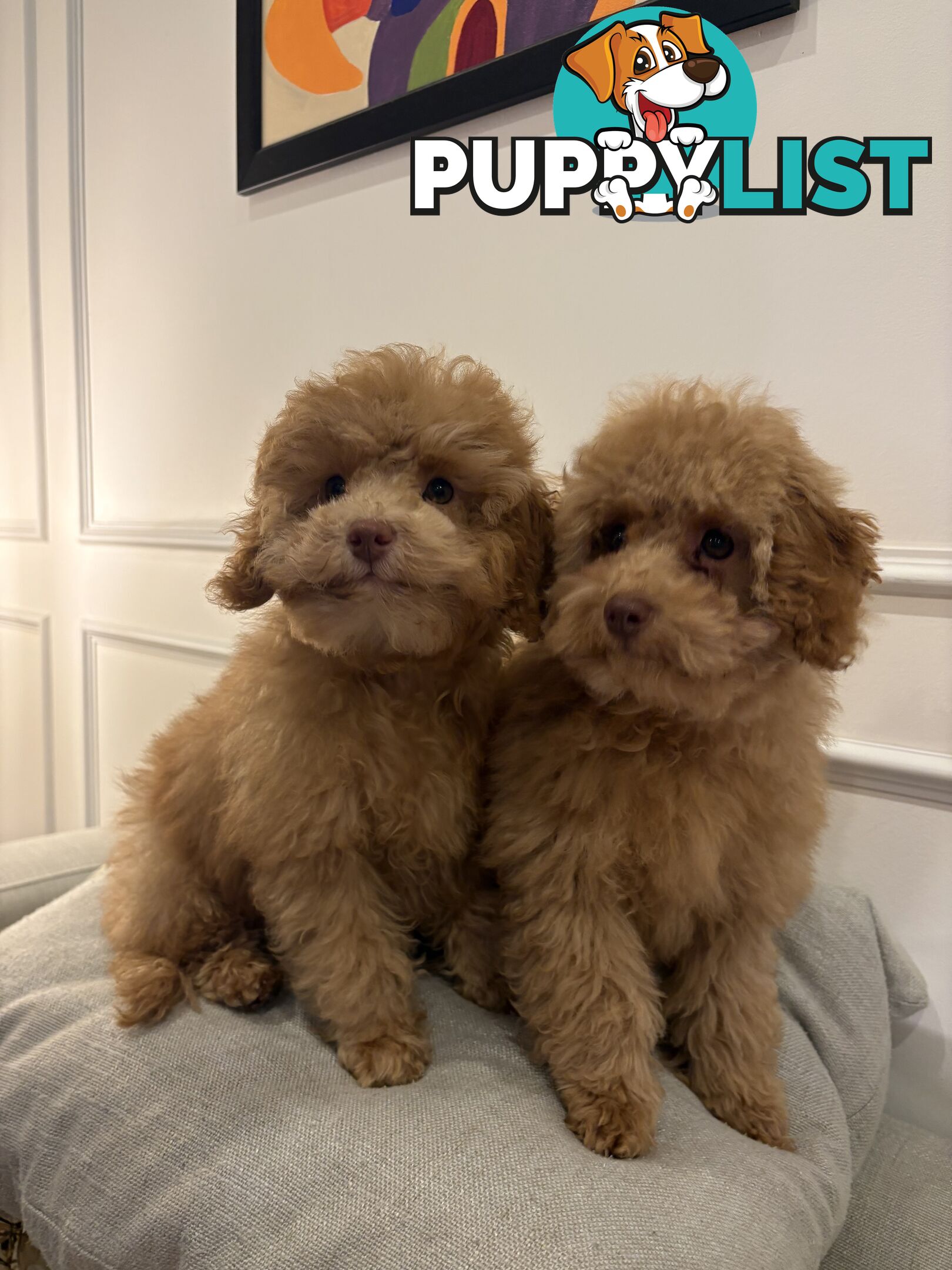 Gorgeous DNA Clear Boy| 🐶Small Toy Size F2B Cavoodle