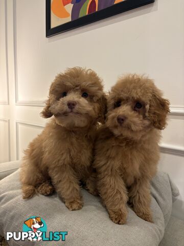 Gorgeous DNA Clear Boy| 🐶Small Toy Size F2B Cavoodle